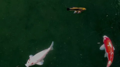 Fishes in the pond 14 Stock Footage 170080772