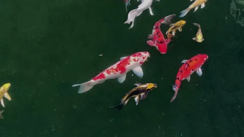 Fishes in the pond 15 Stock Footage 170080719