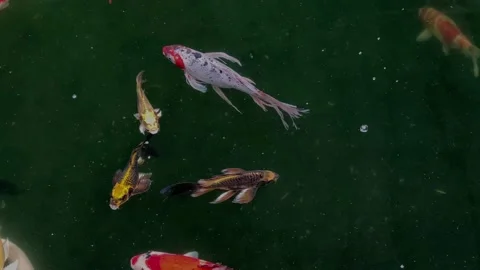 Fishes in the pond 16 Stock Footage 170080745