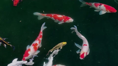 Fishes in the pond 17 Stock Footage 170080768