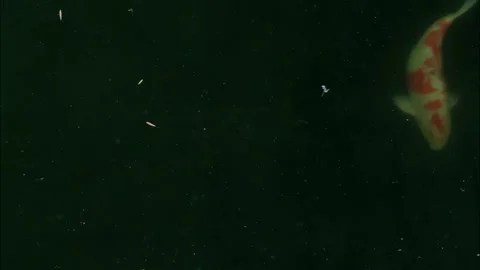 Fishes in the pond 6 Stock Footage 170080531