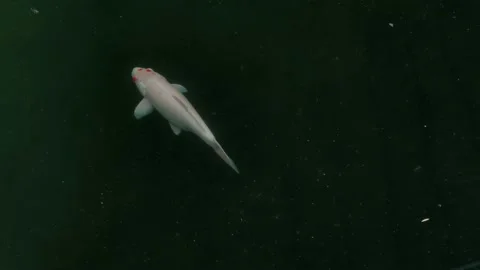 Fishes in the pond 8 Stock Footage 170080585