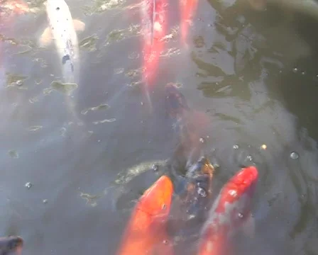 Fishes in a pond Stock Footage 98433