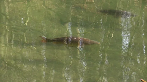The fishes in pond Stock Footage 36488721