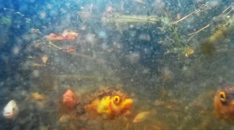 Fishes in pond Stock Footage 53769689