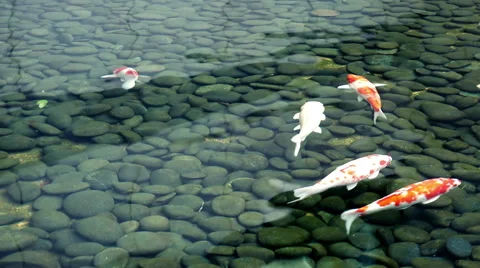 Fishes in Pond Video stock 58245909
