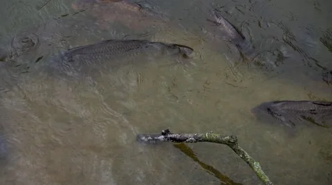The fishes in a pond Stock Footage 67421762