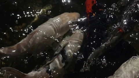 Fishes in pond Stock Footage 82939400