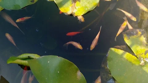 Fishes in a pond Video stock 118338136