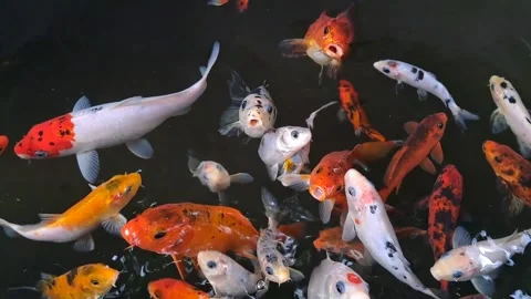 Fishes at pond Stock Footage 249058598