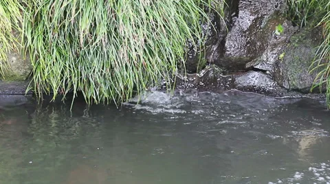 Fishes pond HD Stock Footage 30180145