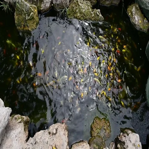 Fishes in the pool Stock Footage 69513809