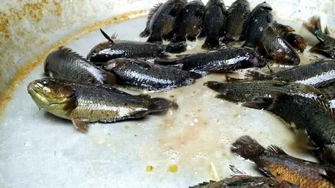 Fishes on Pot Stock Footage 126342240