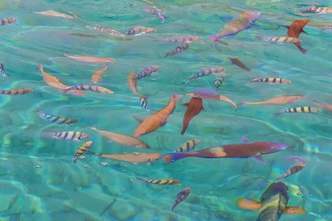 Fishes in the Red Sea. Flora and fauna of the Red Sea Stock Photos