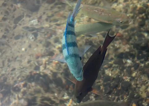 Fishes in the Red sea. Flora and fauna of the Red Sea Stock Photos
