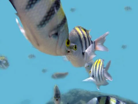 Fishes on reeves Stock Photos