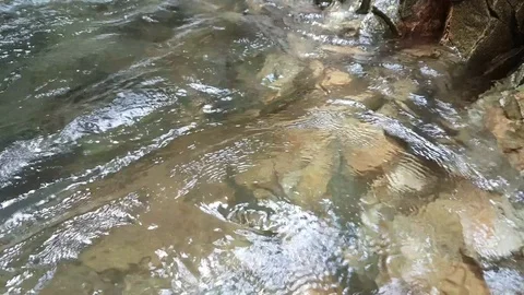 Fishes in the river that flows from the waterfall. River in the mountains. Stock Footage 79474773