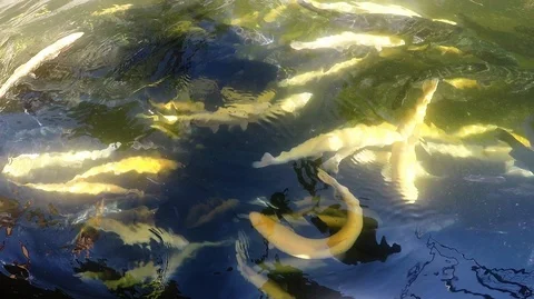 Fishes in the river Stock Footage
