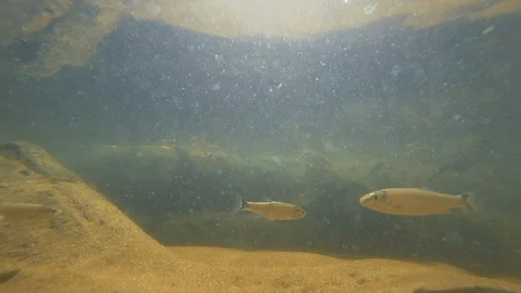 Fishes in the river. Small. Slow motion. Under the water. Stock Footage 94071210