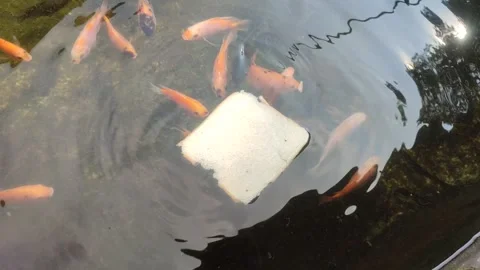 Fishes scramble Video stock 303727012