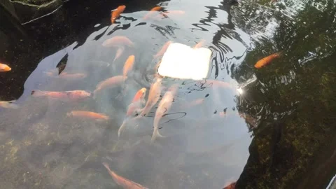 Fishes scramble Stock Footage 303727028