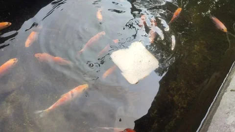 Fishes scramble Stock Footage 303727035