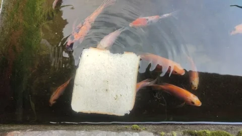 Fishes scramble Stock Footage 303727041