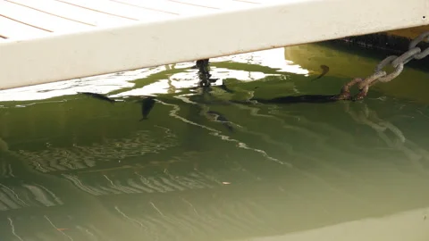 Fishes in the sea under a pier. Stock Footage 101038440