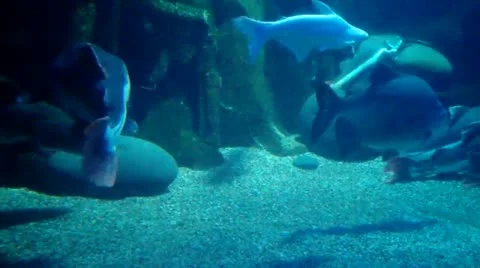 Fishes in Sea World Stock Footage 11323554
