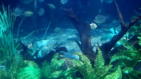 Fishes in Sea World Stock Footage 11323780