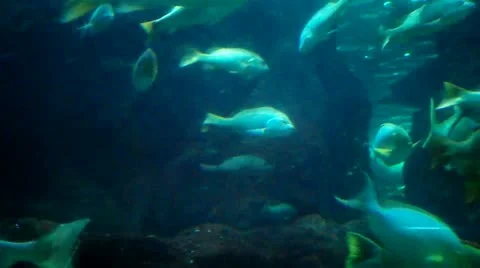 Fishes in Sea World Stock Footage 11338344