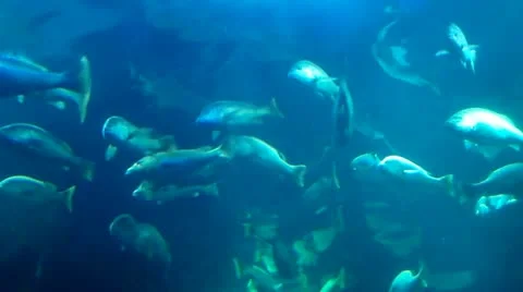 Fishes in Sea World Video stock 11338448