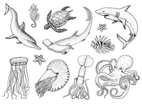Fishes set or sea creature nautilus pompilius, jellyfish and starfish. octopus Stock Illustration