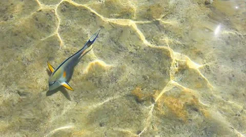 Fishes on shoal. Stock Footage 10765436