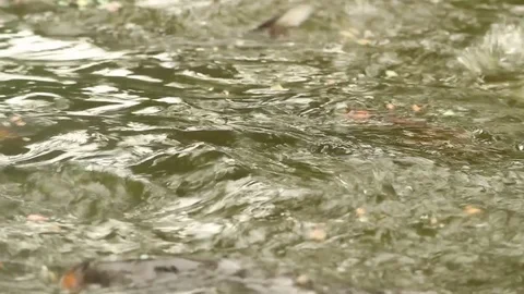 Fishes splashing in the water Stock-Footage 75963682