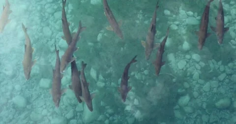 Fishes in the stream, from above. Stock Footage 141150271