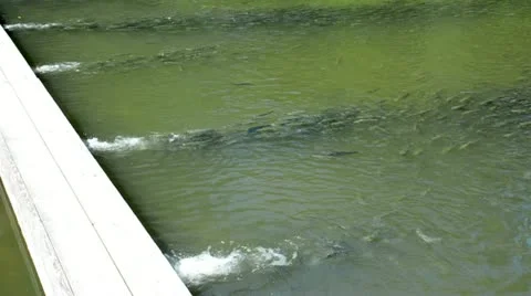 Fishes in the stream Stock Footage 11215770