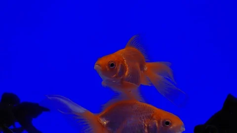 Fishes swim on a blue background. Stock Footage