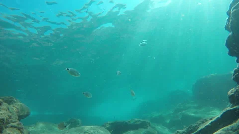 Fishes swim to surface from bottom Video stock 142692441