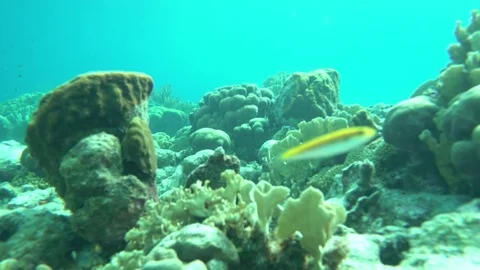 Fishes swimming by camera Stock Footage 75248499