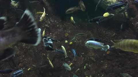 Fishes Swimming Stock Footage 62641844