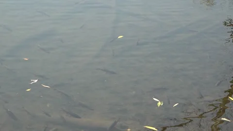 Fishes swimming in a mountain stream 库存影片 334784234