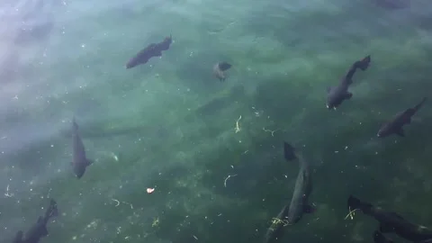 Fishes swimming in a pool Video stock 256331540