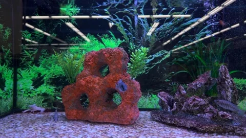 Fishes Swimming Under Water In A Galss fish Tank Display In Pet Shop - 4K Stock Footage 319405953