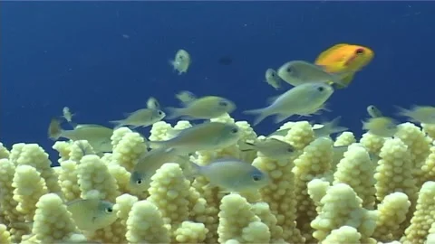Fishes Swims Inside The Coral, Close Up Stock Footage 300315439