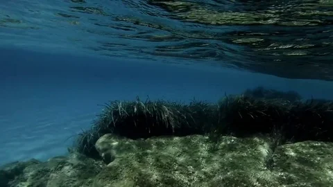Fishes in a transparent sea Stock Footage 81813850