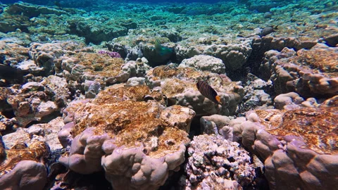 Fishes of tropical sea Video stock 311453017