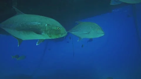 Fishes under a platform Vídeos de archivo 130449433