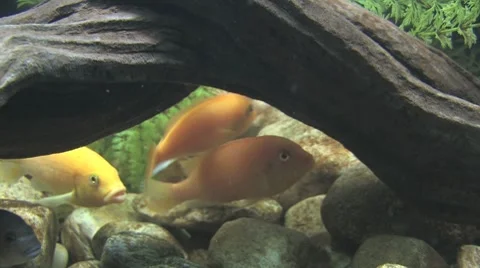 Fishes under the root 스톡 동영상 8511967