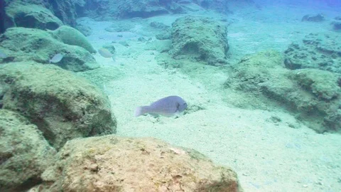Fishes Under the Sea Stock Footage 124011947